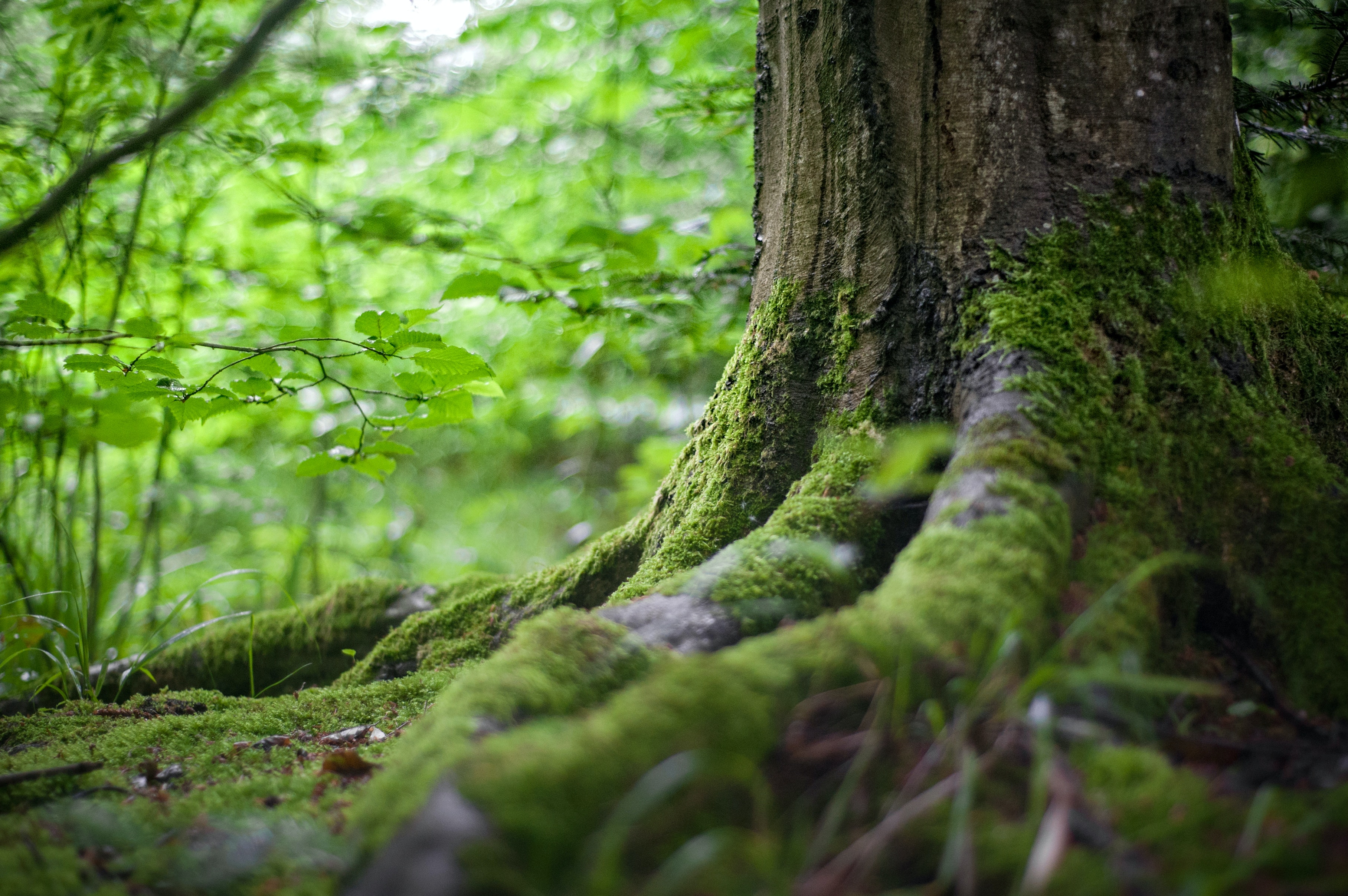 tree in a woodland forest